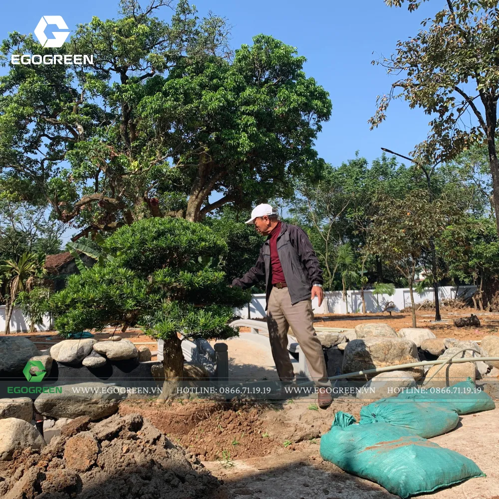 EGOGREEN chú trọng từng chi tiết từ việc chọn cây phù hợp với mỗi dự án.